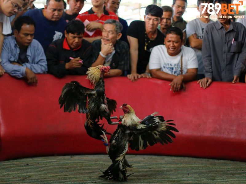 Quy trình tham gia cá cược đá gà 789BET nhanh nhất
